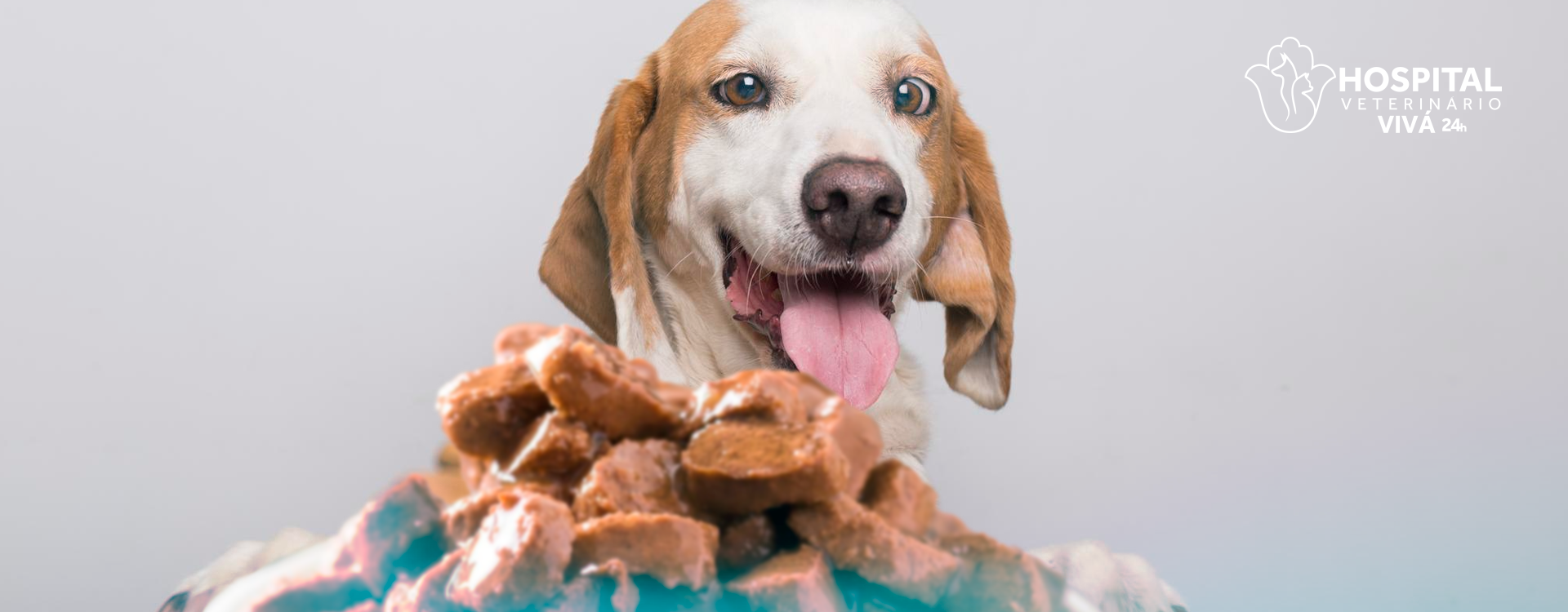 Benefícios da alimentação úmida para o seu pet