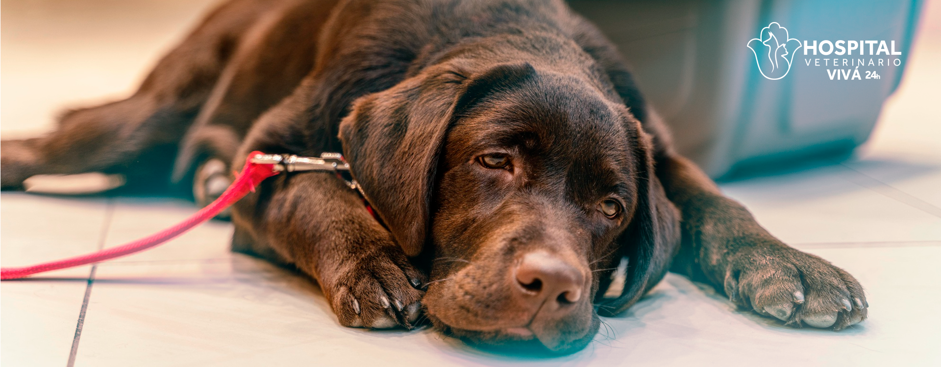 Será que seu cão sente dor?