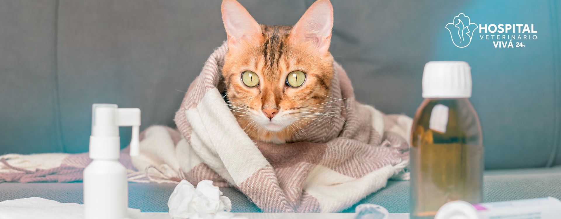 Gripe canina: o que é e como prevenir